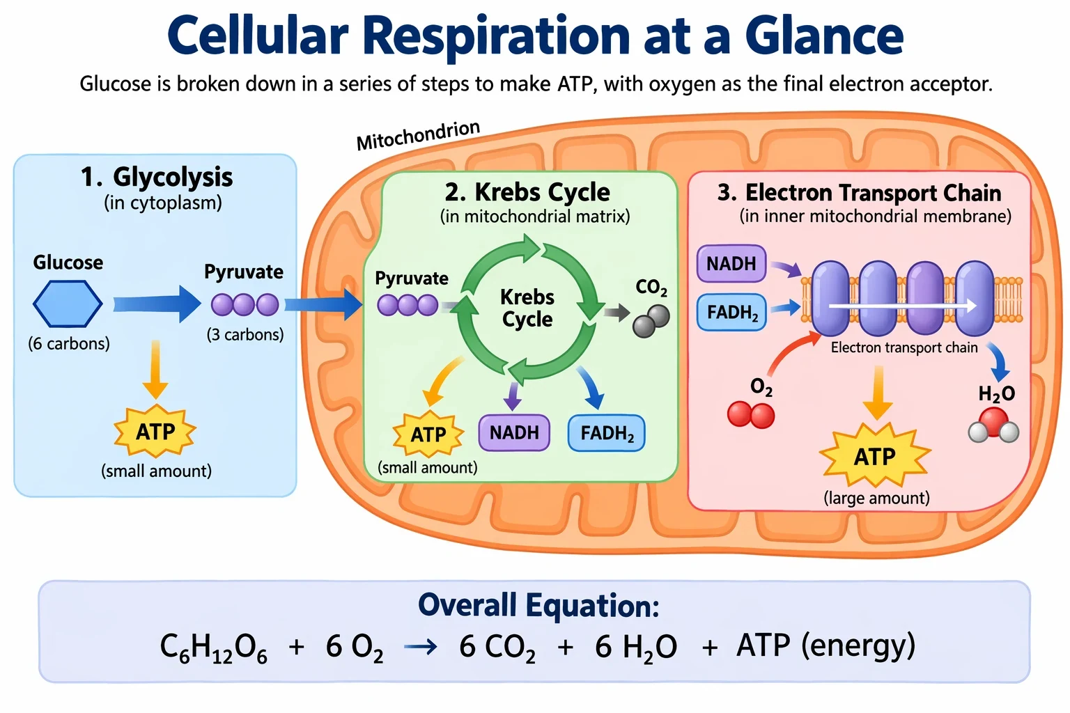 Classroom diagram of cellular respiration — GPT Image 2.5 Sunburst